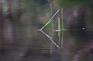 Water Reeds #2