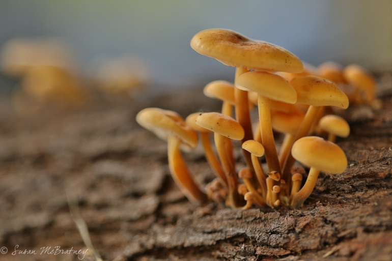 Fungi - f/2.8